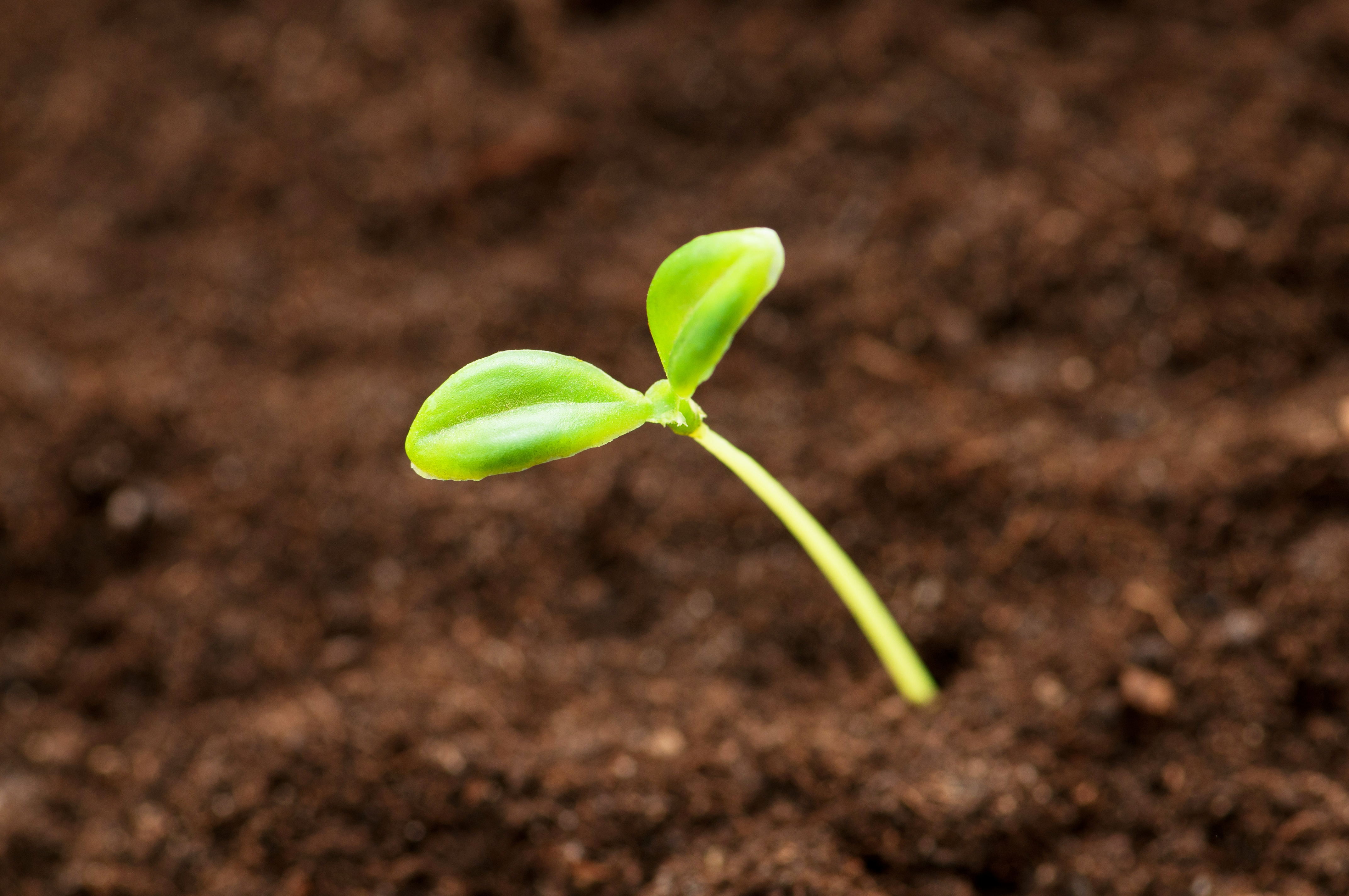 Seedling 1